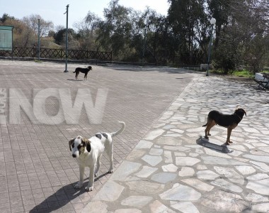 Ημέρα Υιοθεσίας αδέσποτων σήμερα στο Πεδίον του Άρεως